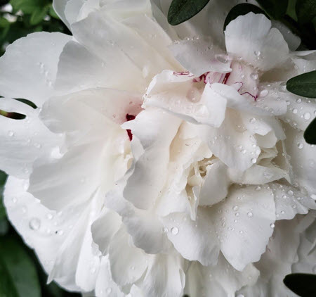 20peony Img